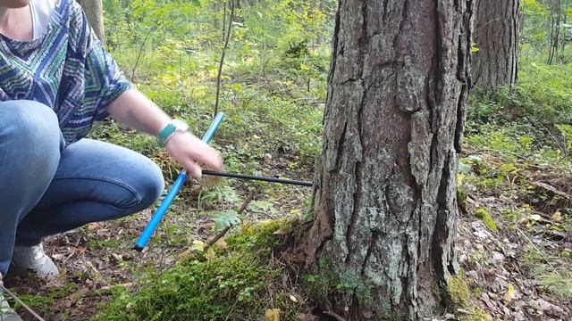 Как определить возраст дерева? смотреть онлайн