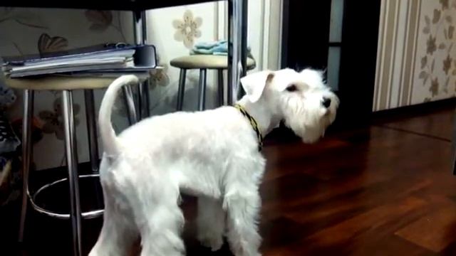 Щенок цвергшнауцера - отличный сторож смотреть онлайн