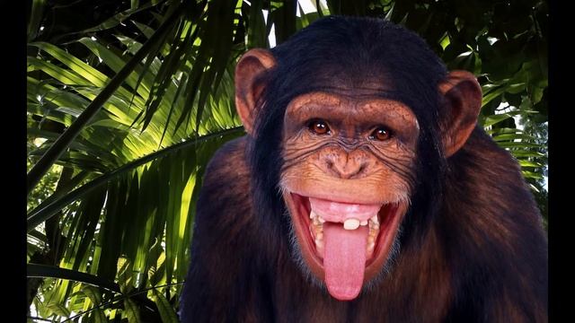 Животный мир джунглей