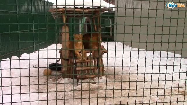 Обычная еда для животных | ВЛОГ Путешествие в Зимний зоопарк | Видео для детей смотреть онлайн