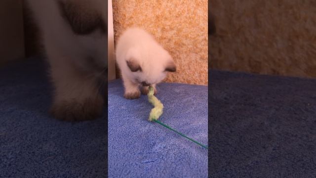 Британский котёнок кот шоколад поинт смотреть онлайн