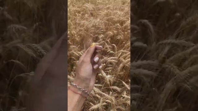 Самое время сказать о главном. Надо любить | Стих | Горвиц | Мама с дочкой в поле пшеницы смотреть онлайн