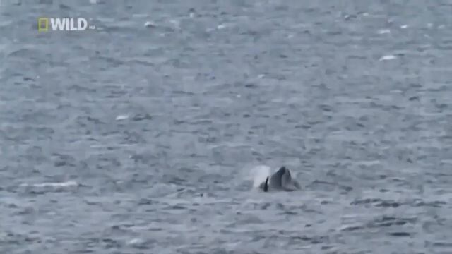 Кит убийца Касатка National Geographic смотреть онлайн