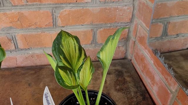 🌸Цветочные покупки на рынке🌱 смотреть онлайн