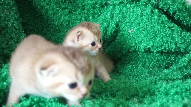 Эклампсия - судорги у кошки, молочная лихорадка смотреть онлайн