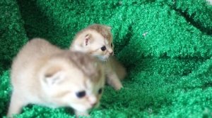 Эклампсия - судорги у кошки, молочная лихорадка