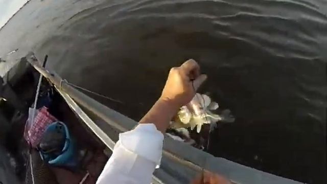 Хвост, чешуя: 35 выпуск - рыбалка в Астрахани, Лов сома по высокой воде у села Джанай смотреть онлайн