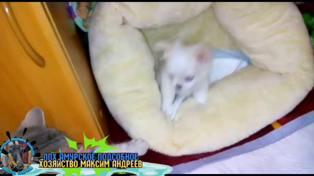 Малыш чихуахуа в новом доме смотреть онлайн