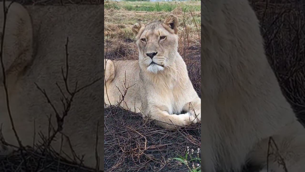 Lovely lioness Usha. Красавица Уша. смотреть онлайн
