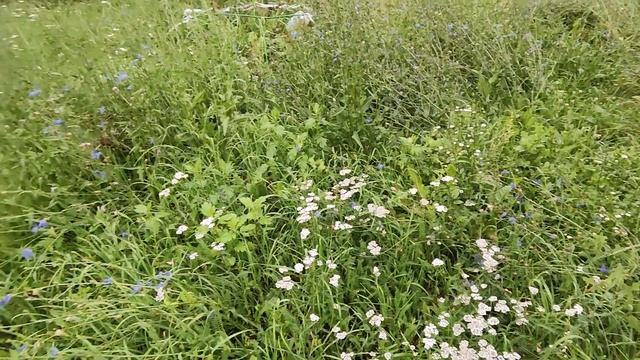 САМОЕ ПЫШНОЕ ЦВЕТЕНИЕ ЛИЛИЙ?Посадили и забыли ?РОЗА ЭЙПРИКОТ СКАЙ (С .ОВЧАРОВА) ? смотреть онлайн