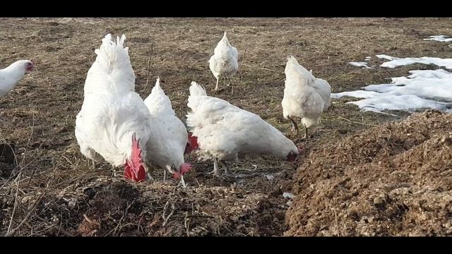 Бресс гальские - на выгул !))) #куры #курятник #фермерское