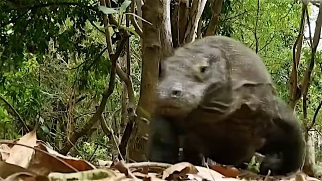 Вот Почему Камодского Варана Бояться Все! смотреть онлайн