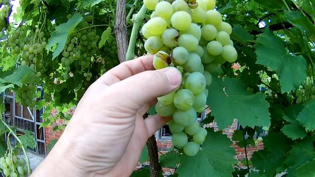 Обзор гибридной формы винограда супер экстра смотреть онлайн