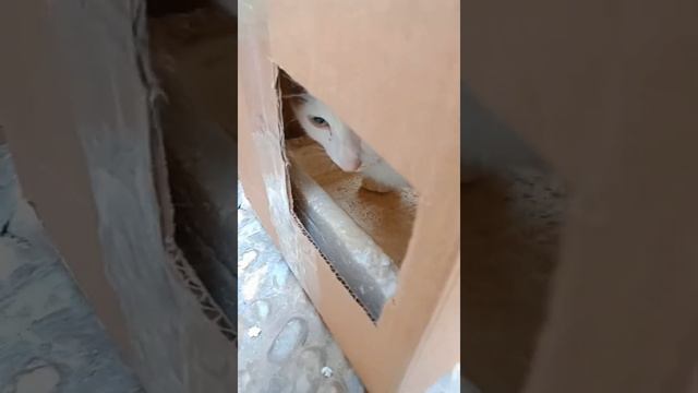 อัปเดต อาการน้องเสือตาแฉะมีขี้ตาไอขี้เหลว