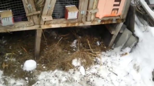 лечение кроликов смотреть онлайн