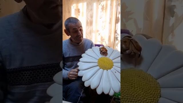 РОМАШКА ИЗ ДЕРЕВА+БОЖЬЯ КОРОВКА смотреть онлайн