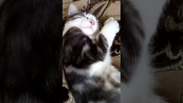 Как подготовить кота к выстовке? смотреть онлайн