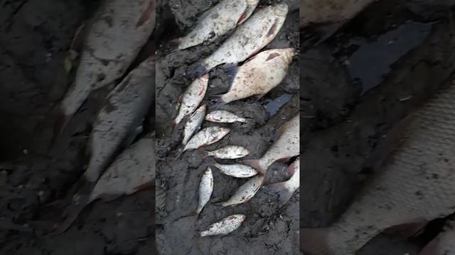 Рыбалка река Томь Кемерово весна май смотреть онлайн