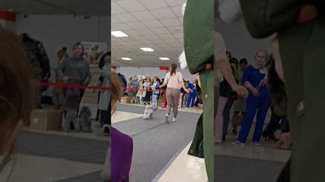 27.01.24 г Уфа с Бегма И.В. пудель мин-й сука, кл промежут Тиара Голубая с Таинственного Острова смотреть онлайн