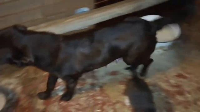 Подарили жизнь! Спасение бездомных животных смотреть онлайн