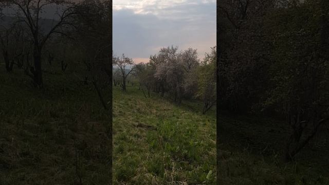 Северс дикая яблоня цветёт раньше чем культурные сорта яблок и переопылиться они не могут смотреть онлайн