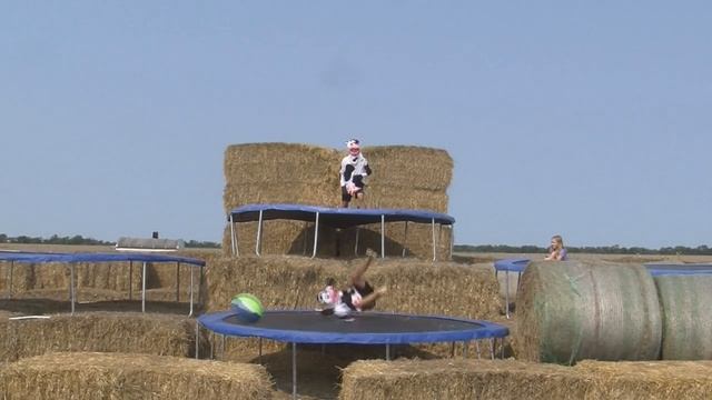 Cows Jumping On Trampolines! смотреть онлайн