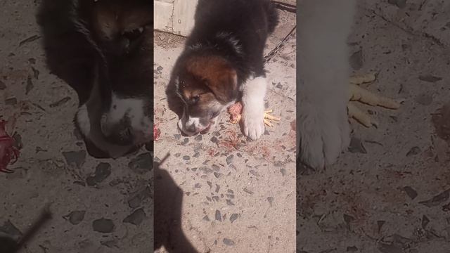 حتى الكلاب تضررت مع الازمة اليمنية ، افضل كلب يمني متضرر من الازمة смотреть онлайн