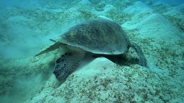 D2U Club - дайвинг в Марса-Аламе - Морские черепахи ...