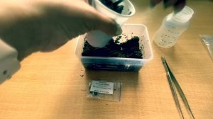 Долихос или вьющаяся сирень - выращиваем из семян