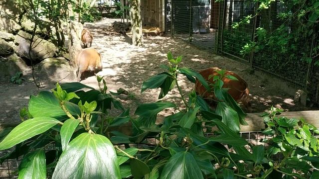 Зоопарк Амстердама. смотреть онлайн