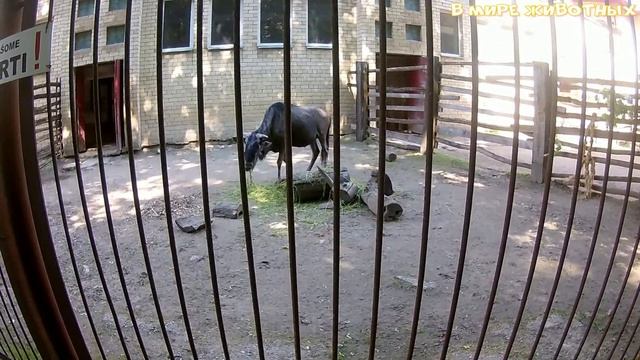 Прогулка по зоопарку АНТИЛОПА ГНУ смотреть онлайн