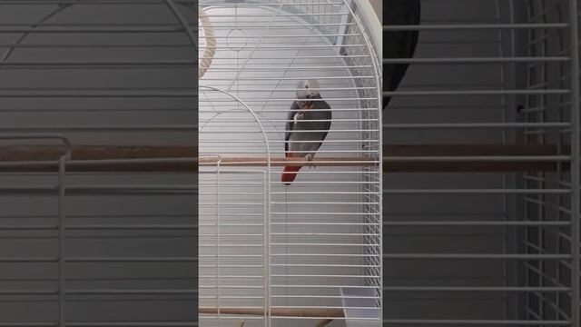 Parrot Jaco eats a pumpkin and holds it in its paw in a funny way смотреть онлайн