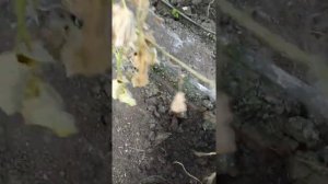 Какая корневая система у огурца.