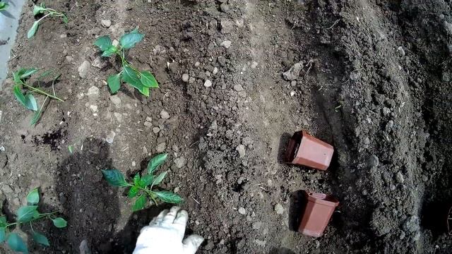 Хороший и быстрый способ посадки болгарского перца. как легко посадить болгарский перец. смотреть онлайн