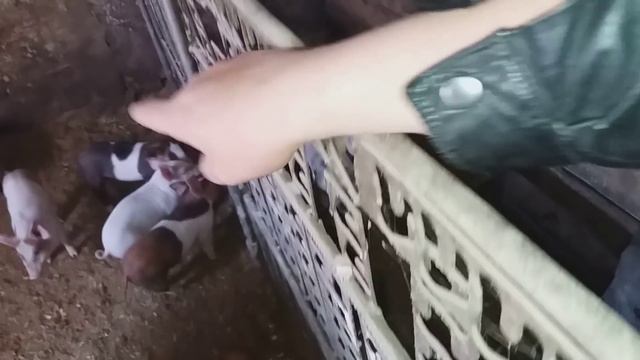 ВЫБРАЛ СЕБЕ САМЫХ КРАСИВЫХ ПОРОСЯТ)))