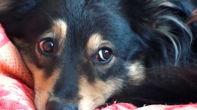 Какие животные живут с нами смотреть онлайн