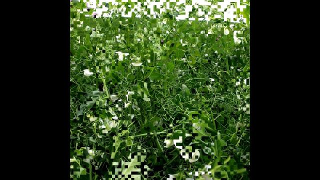 Юный цветущий боб. Горох/ Southern Legume Blooming. Peas