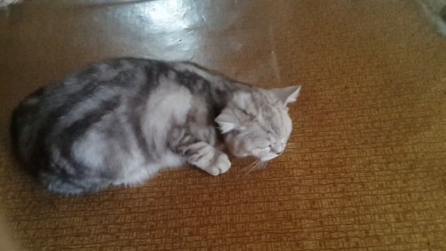 А как выплёвывает шерсть Ваша кошечка? смотреть онлайн