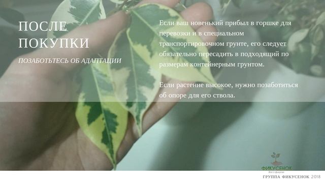 Фикусы. Выпуск 9. Фикус Бенджамина Голден Кинг смотреть онлайн