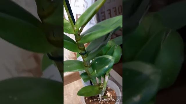 Моя новинка дендрафаленопсис анна грин😍 смотреть онлайн