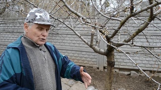 ЧЕРЕШНЯ: посадка и уход. Борьба с болезнями черешни смотреть онлайн