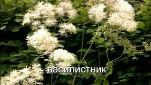 Биология грибов-паразитов. Бурая ржавчина пшеницы.