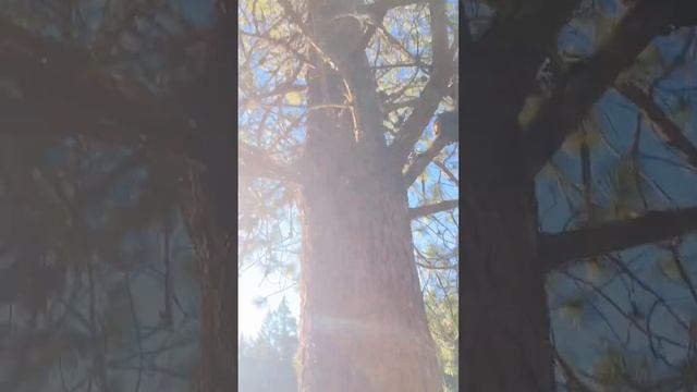 Skinny pine tree days. #arborist #vanisle #treecare смотреть онлайн