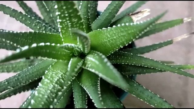 Haworthia Fasciata Zebra Plant: Ultimate Guide to Growing and Caring for this Stunning Succulent! смотреть онлайн