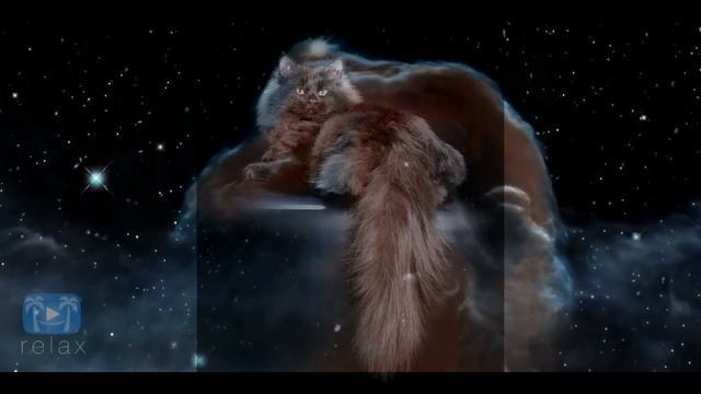 Чёрный сибирский кот "Космос" приглашает на вязку очаровательных кошечек! смотреть онлайн