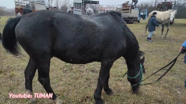 Чечня рынок Цены,Лошадей. Урус-мартан. Иноходи. смотреть онлайн