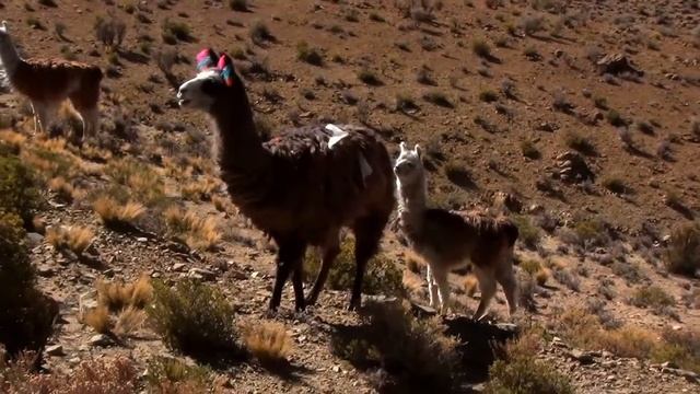laguna farallon, province de jujuy, argentina смотреть онлайн