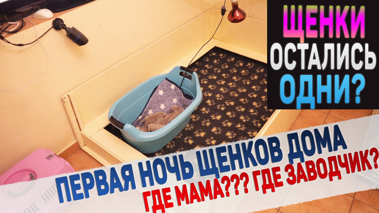 Щенки останутся одни на всю ночь? смотреть онлайн