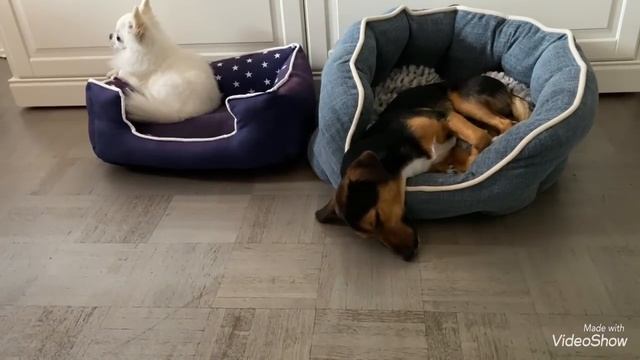 У нас Чувавчик Диего ?Вот и друг для Барни ?А он ещё и Акробат - Циркач /Olga Kirchgessner смотреть онлайн