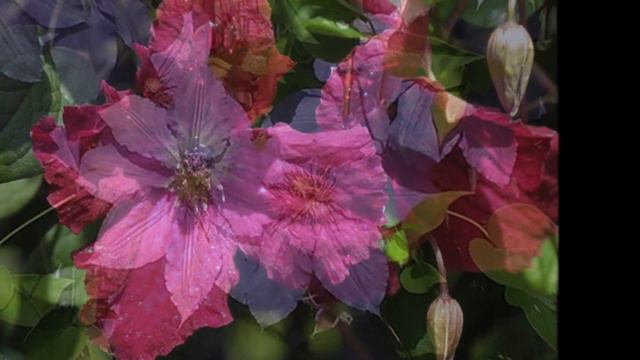 Mein Film wmv Clematis in meinem Garten смотреть онлайн